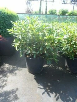 Rhododendron (Rhododendron 'Roseum Elegans') -DIRECTPLANT Winkel rhododendron roseum elegans 60 80 cont 2