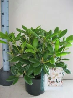 Rhododendron (Rhododendron 'Virginia Richards') 14 Rhododendron (Rhododendron 'Virginia Richards') -DIRECTPLANT Winkel rhododendron virginia richards c5 aug 2