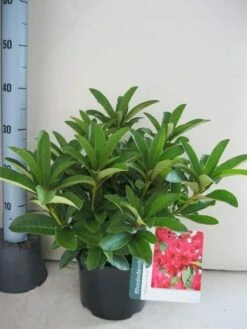 Rhododendron (Rhododendron 'Wilgen's Ruby') -DIRECTPLANT Winkel rhododendron wilgens ruby c5 aug 1