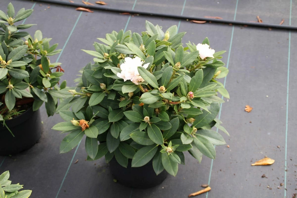 Dwergrhododendron (Rhododendron 'Golden Torch') 8 Dwergrhododendron (Rhododendron 'Golden Torch') - Afbeelding 6