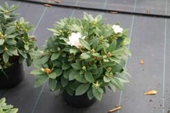 Dwergrhododendron (Rhododendron 'Golden Torch') 19 Dwergrhododendron (Rhododendron 'Golden Torch') -DIRECTPLANT Winkel rhododendron y. golden torch 5 2