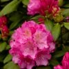 Dwergrhododendron (Rhododendron 'Polaris') -DIRECTPLANT Winkel rhododendronpolarisv01