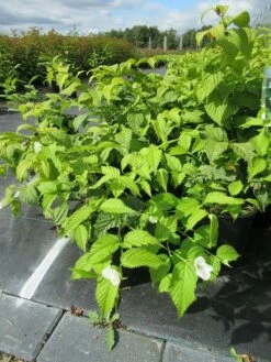 Schijnkerria (Rhodotypos Scandens) -DIRECTPLANT Winkel rhodotypos scandens 1