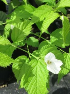 Schijnkerria (Rhodotypos Scandens) -DIRECTPLANT Winkel rhodotypos scandens 2