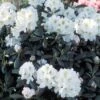 Dwergrhododendron (Rhododendron 'Porzellan') -DIRECTPLANT Winkel rhporzel 2