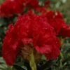 Rhododendron (Rhododendron 'Red Jack') -DIRECTPLANT Winkel rhrjack 2 2