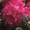 Rhododendron (Rhododendron 'Rocket') -DIRECTPLANT Winkel rhrocket 2