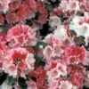 Rhododendron (Rhododendron 'Sneezy') -DIRECTPLANT Winkel rhsneezy 2 2