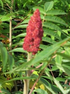 Fluweelboom, Struik (Rhus Typhina) -DIRECTPLANT Winkel rhus typhina 1