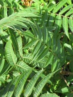 Fluweelboom, Struik (Rhus Typhina) -DIRECTPLANT Winkel rhus typhina 2