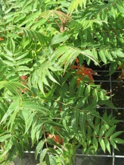 Fluweelboom, Struik (Rhus Typhina) -DIRECTPLANT Winkel rhus typhina 4