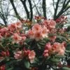 Rhododendron (Rhododendron 'Virginia Richards') -DIRECTPLANT Winkel rhvricha 2 1