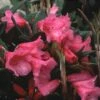 Rhododendron (Rhododendron 'Winsome') -DIRECTPLANT Winkel rhwinsom 2