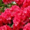 Rhododendron (Rhododendron 'Wilgen's Ruby') -DIRECTPLANT Winkel rhwruby 2