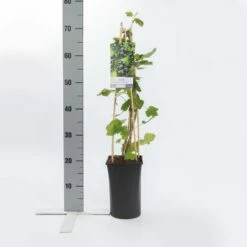 Zwarte Bes (Ribes Nigrum 'Ben Nevis') -DIRECTPLANT Winkel ribes nigrum ben nevis