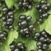 Zwarte Bes (Ribes Nigrum 'Ben Nevis') -DIRECTPLANT Winkel ribes nigrum ben nevis 2