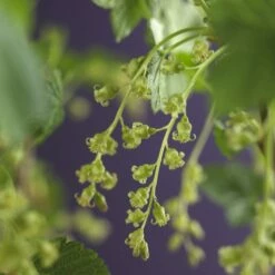 Zwarte Bes (Ribes Nigrum 'Ben Nevis') -DIRECTPLANT Winkel ribes nigrum ben nevis 3