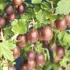 Rode Kruisbes Op Stam (Ribes Uva-crispa 'Hinnonmaki Röd') -DIRECTPLANT Winkel ribes uva crispa hinnom ki r d 2 1