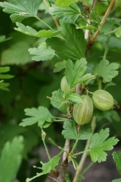 Groene Kruisbes Op Stam (Ribes Uva-crispa 'Hinnonmaki Grön') -DIRECTPLANT Winkel ribes uva crispa hinnonmaeki 1