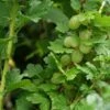Groene Kruisbes Op Stam (Ribes Uva-crispa 'Hinnonmaki Grön') 2 Groene Kruisbes Op Stam (Ribes Uva-crispa 'Hinnonmaki Grön') -DIRECTPLANT Winkel ribes uva crispa hinnonmaeki 3