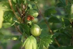 Groene Kruisbes Op Stam (Ribes Uva-crispa 'Hinnonmaki Grön') -DIRECTPLANT Winkel ribes uva crispa hinnonmaki gr n lage res
