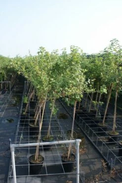 Groene Kruisbes Op Stam (Ribes Uva-crispa 'Hinnonmaki Grön') -DIRECTPLANT Winkel ribes uva crispa hinnonmaki gr n stam lage res