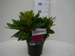 Rhododendron (Rhododendron 'Rocket') -DIRECTPLANT Winkel rocket c2 voor 1