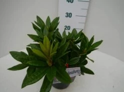 Rhododendron (Rhododendron 'Rocket') -DIRECTPLANT Winkel rocket c2 zij 1