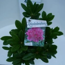 Rhododendron (Rhododendron 'Rocket') -DIRECTPLANT Winkel rocket c5 boven