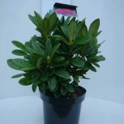 Rhododendron (Rhododendron 'Rocket') -DIRECTPLANT Winkel rocket c5 voor 1