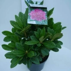 Rhododendron (Rhododendron 'Rocket') -DIRECTPLANT Winkel rocket c5 zij