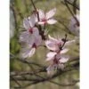 Rode Kerspruim Als Struik (Prunus Cerasifera 'Nigra') 1 Rode Kerspruim Als Struik (Prunus Cerasifera 'Nigra') -DIRECTPLANT Winkel rode kerspruim prunus cerasifera nigra 34829 bad