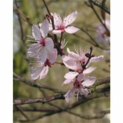 Rode Kerspruim Als Struik (Prunus Cerasifera 'Nigra')