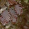 Rode Beuk Als Leiboom (Fagus Sylvatica 'Atropurpurea') -DIRECTPLANT Winkel rodebeukbladv01