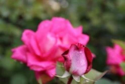 Grootbloemige Roos (Rosa 'Acapella') -DIRECTPLANT Winkel rosa acapella 2