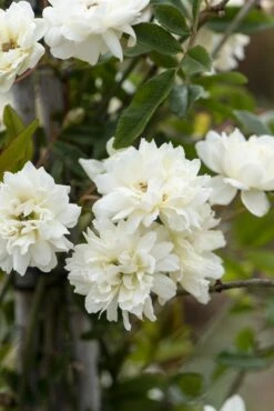 Klimroos (Rosa Banksiae Alba)