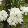 Klimroos (Rosa Banksiae Alba) -DIRECTPLANT Winkel rosa banksiae alba 1