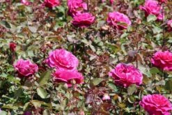 Speciale Roos (Rosa 'Blackberry Nip') -DIRECTPLANT Winkel rosa blackberry nip 2 1