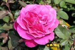 Speciale Roos (Rosa 'Blackberry Nip') -DIRECTPLANT Winkel rosa blackberry nip 3