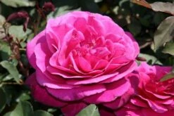Speciale Roos (Rosa 'Blackberry Nip') -DIRECTPLANT Winkel rosa blackberry nip 3 1