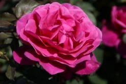 Speciale Roos (Rosa 'Blackberry Nip') -DIRECTPLANT Winkel rosa blackberry nip 4 1