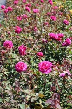 Speciale Roos (Rosa 'Blackberry Nip') -DIRECTPLANT Winkel rosa blackberry nip 5