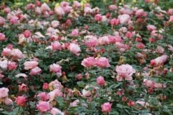 Grootbloemige Roos (Rosa 'Blue Girl') -DIRECTPLANT Winkel rosa blue girl 2