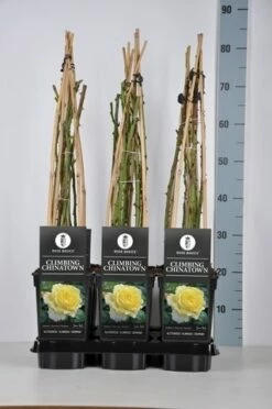 Klimroos (Rosa 'Climbing Chinatown') -DIRECTPLANT Winkel rosa climbing chinatown in de winter