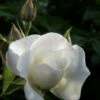 Klimroos (Rosa 'Climbing Snow Princess') -DIRECTPLANT Winkel rosa climbing snow princess 1