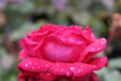 DIRECTPLANT Winkel -DIRECTPLANT Winkel rosa duftfestival 2