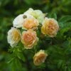Klimroos (Rosa 'Ghislaine De Féligonde') -DIRECTPLANT Winkel rosa ghislaine de feligonde 2