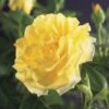 Klimroos (Rosa 'Golden Climber') -DIRECTPLANT Winkel rosa golden climber 2