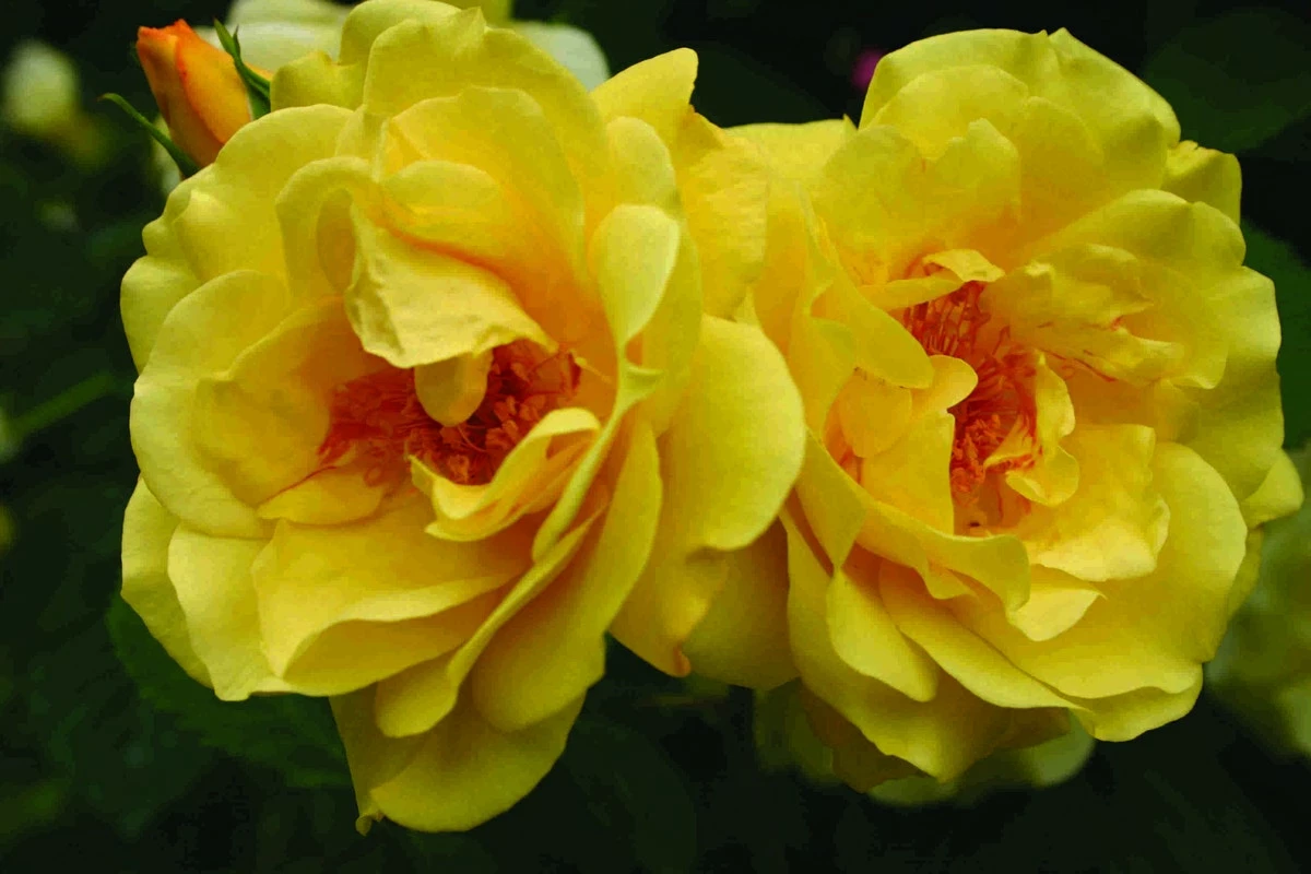 Klimroos (Rosa 'Golden Gate') 3 Klimroos (Rosa 'Golden Gate')