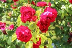 Klimroos (Rosa 'Grand Hotel') -DIRECTPLANT Winkel rosa grand hotel 1